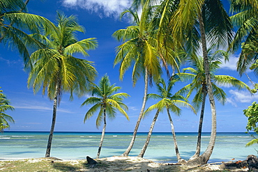 Tropical landscape of palm trees with sea in the background at Pigeon Point on the island of Tobago, Caribbean 