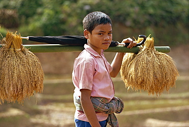 Toraja boy, Sulawesi, Indonesia, Southeast Asia, Asia