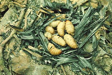 Sago grubs, to be eaten, Irian Jaya, Indonesia, Southeast Asia, Asia