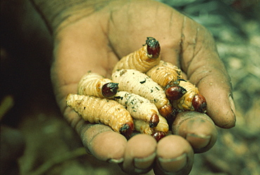 Sago grubs, to be eaten, Irian Jaya, Indonesia, Southeast Asia, Asia