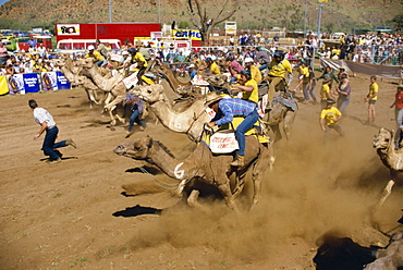 Camel racing, Alice Springs, Northern Territory, Australia, Pacific