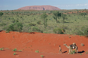 Camels in Central Desert, Australia, Pacific