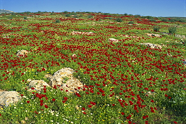 Wild flowers including poppies in a field in the Jordan Valley, Israel, Middle East