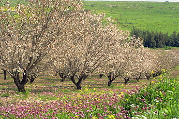 Winter flowers and almond trees in blossom in Lower Galilee, Israel, Middle East