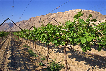 Row of vines in vineyard at Qumran, Judean Desert, Israel, Middle East