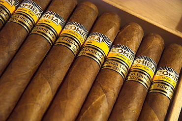 Close-up of limited edition cigars in a box, Cohiba, Havana, Cuba, West Indies, Central America