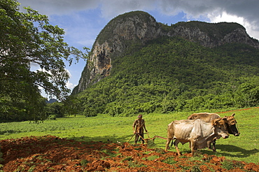 Peasant farmer ploughing field with his two oxen, Vinales, Pinar del Rio province, Cuba, West Indies, Central America