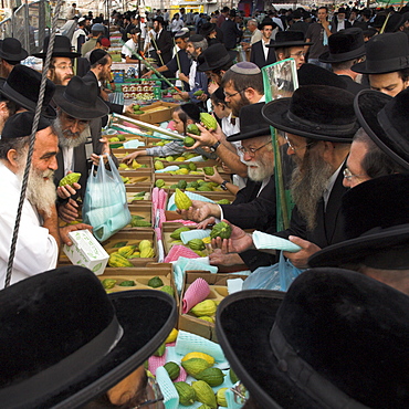 Crowd of Orthodox Jews buying the Etrog (citron) for the Lulav (ceremonial palm frond), Four Types Market, during Sukot (Festival of Booths), Jerusalem, Israel, Middle East