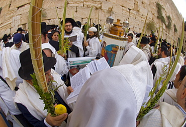 Sukot festival (festival of booths), Jews in prayer shawls holding lulav and etrog (palm frond and lemon), praying by the Western Wall, Jerusalem, Israel, Middle East