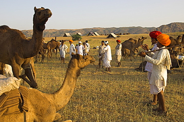 Men in bright turbans at huge camel and cattle fair for semi nomadic tribes, Pushkar Mela, Pushkar, Rajasthan state, India, Asia