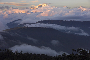 Sunset on snowy Kangchendzonga with tree covered hills in foreground, Singalila trek, Sandakphu, Darjeeling area, West Bengal state, Himalayas, India, Asia