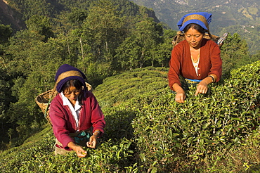 Two women plucking tea at Singtom tea garden, Darjeeling, West Bengal state, India, Asia