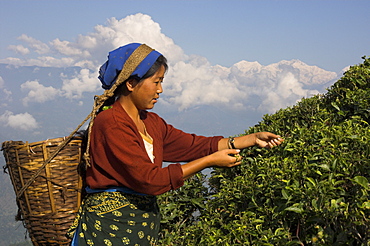 Woman plucking tea at Singtom tea garden, Darjeeling, West Bengal state, India, Asia