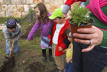 Young boy digging the soil as siblings watch and mother holds seedling pot during Tu Bishvat, Jewish Festival of Trees, Museum of Nature, Jerusalem, Israel, Middle East