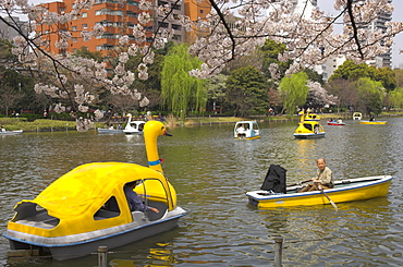 People enjoying boat ride on a pond with cherry blossom in foreground, Cherry Blossom festival, Sakura, Ueno koen, Tokyo, Honshu, Japan, Asia