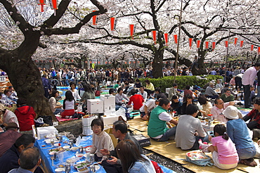 Groups of people having picnic under trees, Cherry Blossom festival, Sakura, Ueno koen, Tokyo, Honshu, Japan, Asia