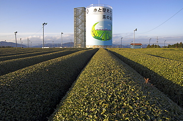 Carefuly trimmed rows of tea shrubs in front of water tower with tea logo, Kanaya, Shizuoka area, Honshu, Japan, Asia