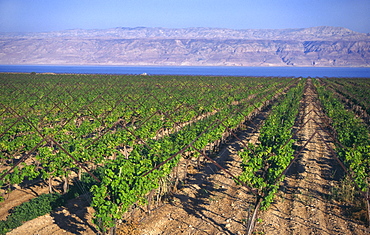 Rows of vines in vineyard, growing in sandy soil, with Dead Sea and Jordan in background, Dead Sea, Israel, Middle East