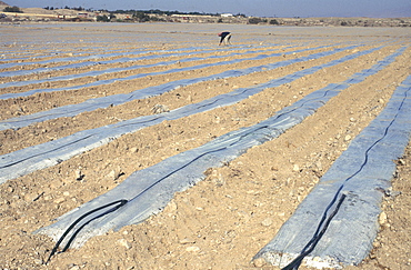 Field of sandy soil with rows of plastic sheets under which crops grow with dripping irrigation pipes and man at work in field, Qumran, Dead Sea area, Israel, Middle East