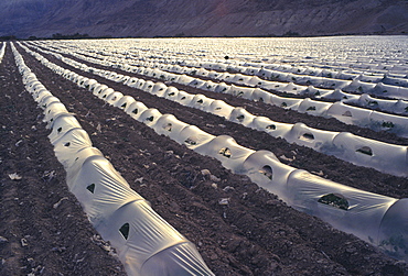 Backlit view of watermelon growing in sandy soil under plastic sheeting, Qumran, Dead Sea area, Israel, Middle East