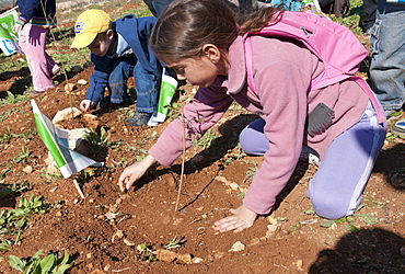 Tu Beshvat Jewish festival, tree planting event organized by the JNF in a Jerusalem park, Jerusalem, Israel, Middle East