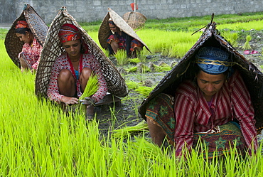 Female farmers at work in rice nursery, with rain protection, Annapurna area, Pokhara, Nepal, Asia