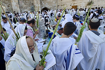 Sukkot celebrations with Lulav, Western Wall, Old City, Jerusalem, Israel, Middle East