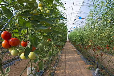 Greenhouses at the Negev Heights Agro Research Center, Halutza, Israel, Middle East