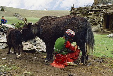 A woman in an embroidered hat milking the yak-cow, Yash-Pert Summer Diary in the Hunza area of Pakistan, Asia