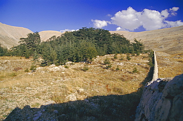 Last remaining cedar forest covering only a few hectares, Cedar Forest, Lebanon, Middle East