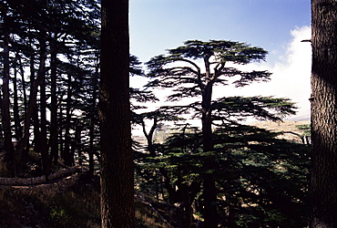 The last remaining forest of biblical cedars in Lebanon, Cedar Forest, Lebanon, Middle East