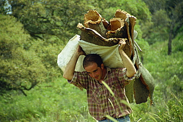 Carrying a load of cork during harvest, Sardinia, Italy, Europe