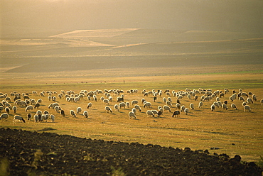 Flock of sheep, important in the Kurdish economy, Kurdistan, Anatolia, Turkey, Asia Minor, Eurasia