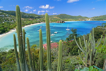 Cactus plants and Bay of St. Jean, St. Barthelemy, Caribbean, West Indies, Central America