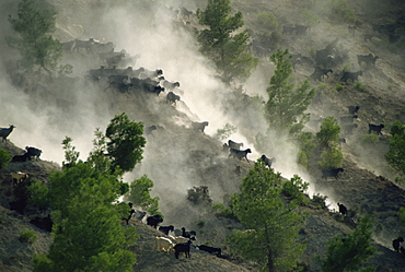 Goats heading for better pastures, Anatolia, Turkey, Asia Minor, Eurasia