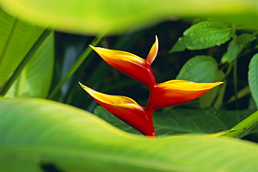 Heliconia flower (bird of paradise), tropical rainforest, Dominica, Caribbean, Central America