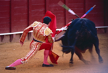 Steering the bull by left horn tip, bullfighting, Spain, Europe