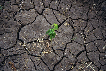 Cracked dried up soil, Ethiopia, Africa