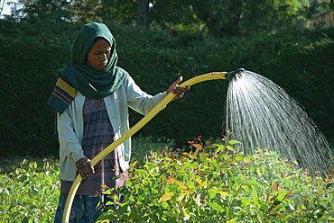 Woman watering crops, Mekele, Ethiopia, Africa