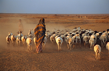 Woman herding sheep at sundown, Hartisheik, Ethiopia, Africa