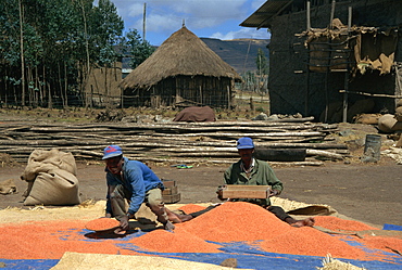 Sifting lentils in the wind, Ankober, Ethiopia, Africa