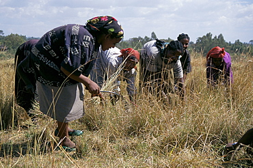 Team of women harvesting crops, Soddo, Ethiopia, Africa