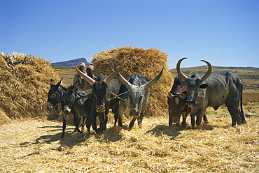 Team of men harvesting crops, Adi Godum, Ethiopia, Africa