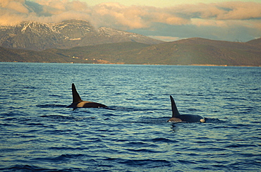 Killer whales (Orcinus Orca) research, wintertime, Tysfjord, Arctic, Norway, Scandinavia, Europe