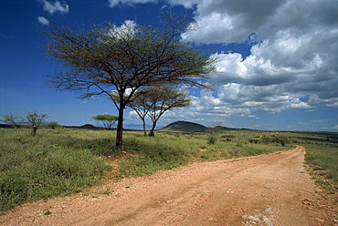 Dirt track road and acacia trees, Baragoi, Kenya, East Africa, Africa