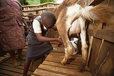 Mother teaching daughter to milk goat, Meru, Kenya, East Africa, Africa