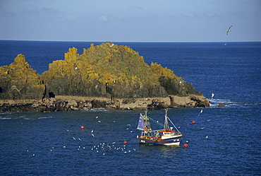 Fishing boat off the Constantine Headland, Cornwall, England, United Kingdom, Europe