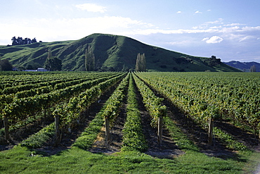 Rows of vines in vineyard, Gisborne, East Coast, North Island, New Zealand, Pacific