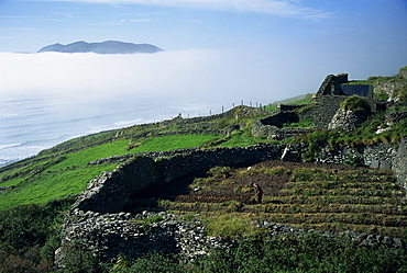 Stone walls dividing fields, Slea Head, County Kerry, Munster, Republic of Ireland, Europe