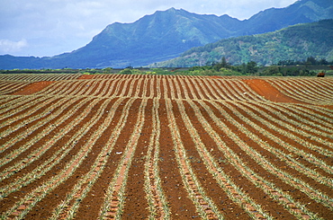 Fields of pineapples owned by Delmonte, Oahu, Hawaiian Islands, United States of America, North America